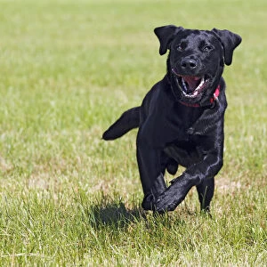 Running young black Labrador Retriever dog, male, short-haired type, domestic dog