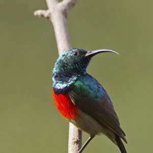 Scarlet-chested sunbird -Nectarinia senegalensis-, Wilderness National Park, South Africa