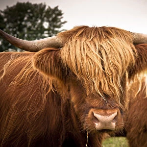 Scottish Highland Cattle, Rerik, Rerik, Mecklenburg-Western Pomerania, Germany