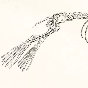 Seal skeleton engraving 1803