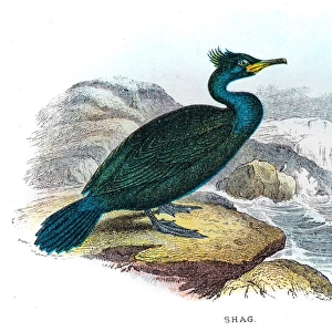 Shag cormorant illustration 1896