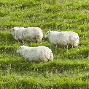 Sheep on a green meadow, Iceland