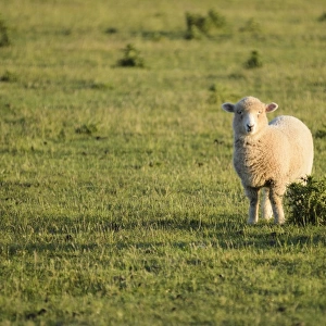 Sheep on pasture, New Zealand