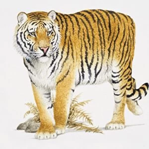 Siberian Tiger, Panthera tigris altaica, front view
