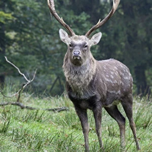 Sika deer, Spotted Deer or Japanese Deer (Cervus nippon), stag