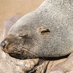 Sleeping Brown Fur Seal or Cape Fur Seal -Arctocephalus pusillus-, Dorob National Park, Cape Cross, Namibia