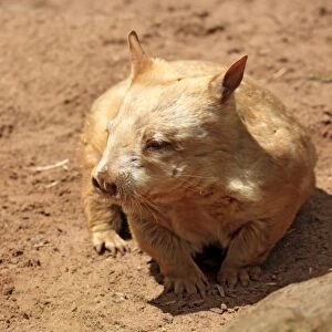Southern Hairy-nosed Wombat -Lasiorhinus latifrons-, adult, South Australia, Australia