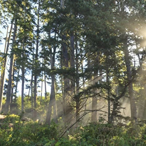 Sunshine streaming through trees, Juan De Fuca Trail, near Jordan River, Vancouver Island, British Columbia, Canada
