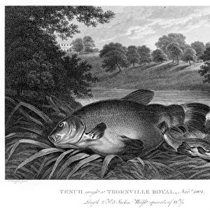 Tench fish engraving 1802