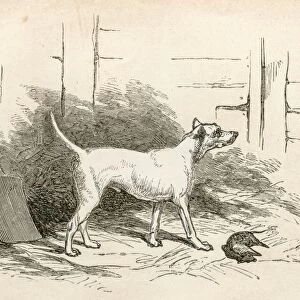 Terrier engraving 1851