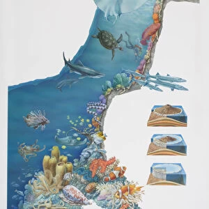 Underwater scene depicting various animal species inhabiting coral reef