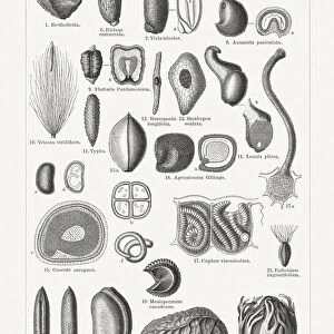 Various forms of plant seeds, wood engravings, published in 1897