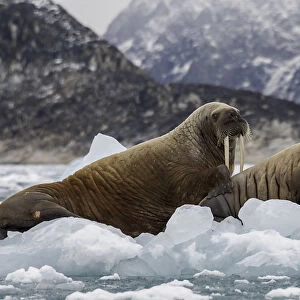 Walruses On Ice