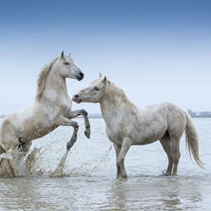 Two white Camargue Stallions play flighting in water, Camargue region, France