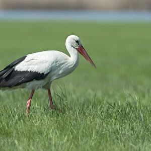 White Stork -Ciconia ciconia-, Burgenland, Austria