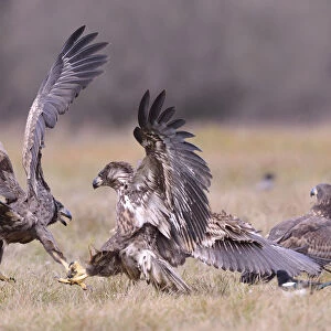White-tailed Eagles -Haliaeetus albicilla- fighting on an autumn meadow, Kuyavian-Pomeranian Voivodeship, Poland