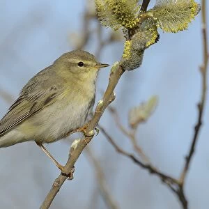 Willow Warbler -Phylloscopus trochilus- perched on a catkins bush, Texel, West Frisian Islands, province of North Holland, The Netherlands