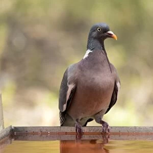 Wood pigeon, ( Columba palumbus ), Bird columbiforme of the family Columbidae. Wild bird drinking from a water pool