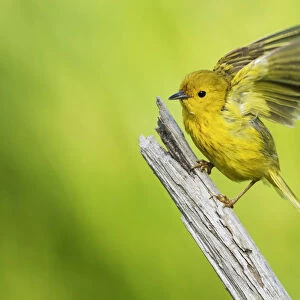 Yellow warbler ready to fly