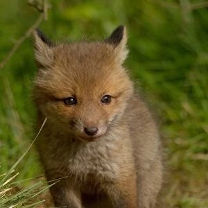 Young red fox -Vulpes vulpes-, Hagen, Germany