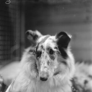 Kennel Club Exhibition at the Crystal Palace. Rev T Salters collie, Mountshannon