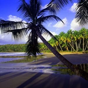 Tropical beauty. West Indies. Grenada. La Sagesse