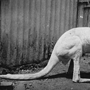 White kangaroo Princess. 12 November 1919