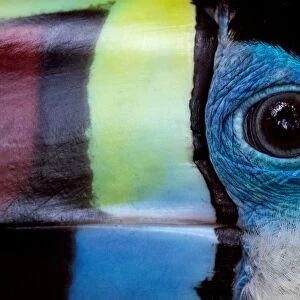 Malaysia-Animals-Bird-Toucan