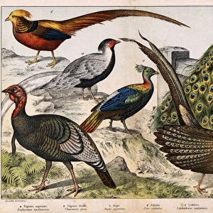 a: Silver pheasant (Euplocamus nycthemerus), b: Golden pheasant (Thaumalea picta)
