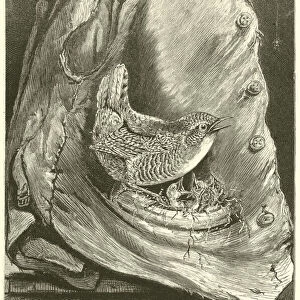"A Wren Built its Nest in the Pocket"(engraving)