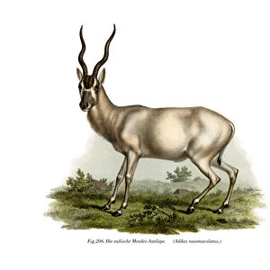 Adadax, 1860 (colour litho)