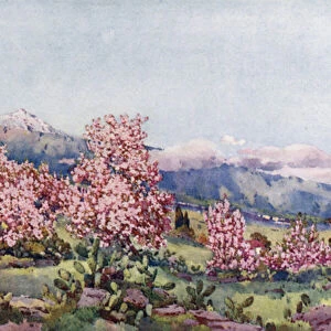Almond Blossom, Valley of Orotava (colour litho)