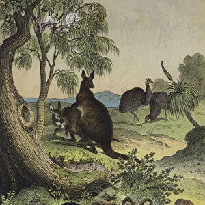 Animals and plants of the Australian interior (colour litho)