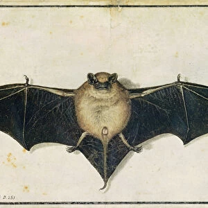 Bat, 1522 (w / c on paper)