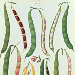 Beans, Tab VII from the Album Benary, engraved by G