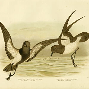 White Bellied Storm Petrel