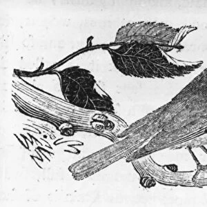 The Black-Cap, illustration from A History of British Birds by Thomas Bewick
