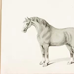 The Black Horse (ink on paper)
