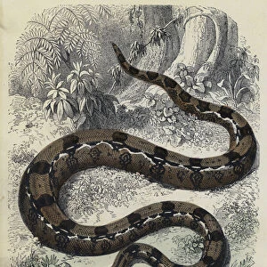The Boa Constrictor (coloured engraving)