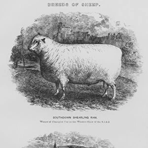 Breeds of sheep (litho)