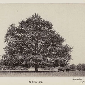 British Trees: Turkey Oak, Helmingham, Suffolk (b / w photo)