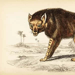 Brown hyena or strandwolf, Hyaena brunnea (Hyaena fusca)