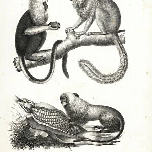 Buffy-headed marmoset, Callithrix flaviceps (endangered) 1, and golden lion tamarin, Leontopithecus rosalia (endangered) 2, 3. Lithograph by Karl Joseph Brodtmann from Heinrich Rudolf Schinz's Illustrated Natural History of Men and Animals, 1836