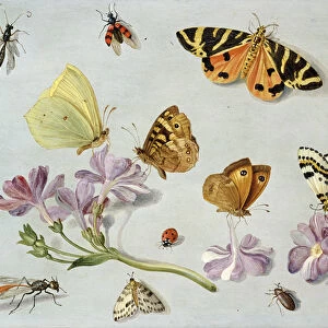 Butterflies, moths and other insects with a sprig of periwinkle (oil on copper)
