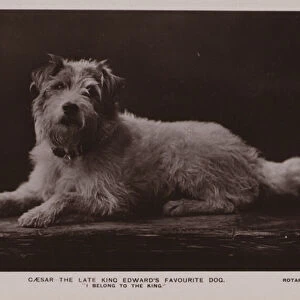 Caesar, the favourite dog of King Edward VII (b / w photo)