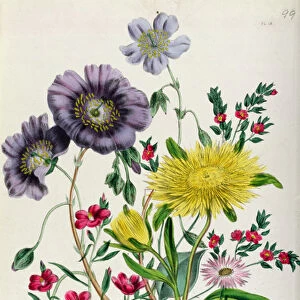 Calandrinia, plate 18 from The Ladies Flower Garden, published 1842