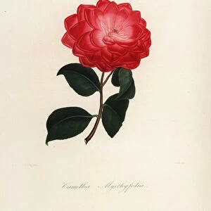 Camellia japonica variety, Camellia myrthyfolia