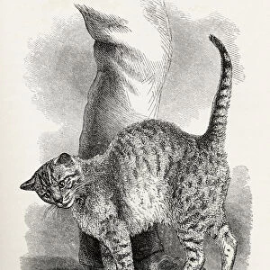 Cat in an affectionate frame of mind, from Charles Darwins The Expression