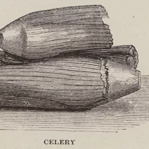 Celery (engraving)