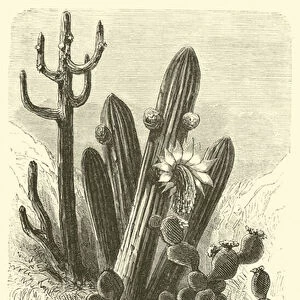 Cereus Cadelaris and Opuntia (engraving)